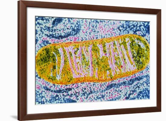 Cell Mitochondrion-null-Framed Photographic Print