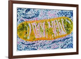 Cell Mitochondrion-null-Framed Photographic Print
