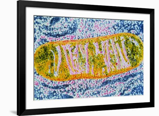 Cell Mitochondrion-null-Framed Photographic Print