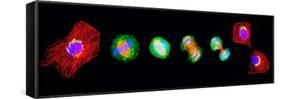 Cell Mitosis-Thomas Deerinck-Framed Stretched Canvas