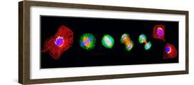 Cell Mitosis-Thomas Deerinck-Framed Photographic Print