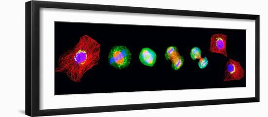 Cell Mitosis-Thomas Deerinck-Framed Photographic Print