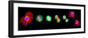 Cell Mitosis-Thomas Deerinck-Framed Photographic Print