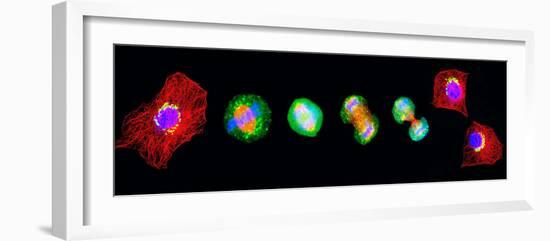 Cell Mitosis-Thomas Deerinck-Framed Photographic Print