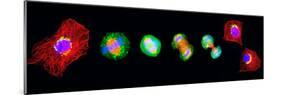 Cell Mitosis-Thomas Deerinck-Mounted Photographic Print