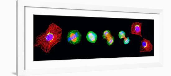 Cell Mitosis-Thomas Deerinck-Framed Photographic Print