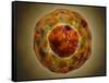 Cell Nucleus with Chromosome-null-Framed Stretched Canvas