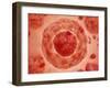 Cell Nucleus with Chromosome-null-Framed Art Print