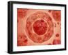 Cell Nucleus with Chromosome-null-Framed Art Print
