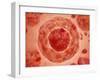 Cell Nucleus with Chromosome-null-Framed Art Print