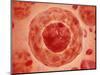 Cell Nucleus with Chromosome-null-Mounted Art Print