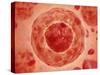 Cell Nucleus with Chromosome-null-Stretched Canvas