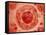 Cell Nucleus with Chromosome-null-Framed Stretched Canvas