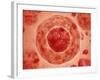 Cell Nucleus with Chromosome-null-Framed Art Print