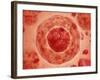 Cell Nucleus with Chromosome-null-Framed Art Print