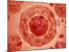 Cell Nucleus with Chromosome-null-Mounted Art Print