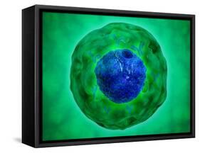 Cell Nucleus with Chromosome-null-Framed Stretched Canvas