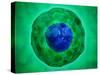 Cell Nucleus with Chromosome-null-Stretched Canvas