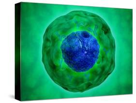 Cell Nucleus with Chromosome-null-Stretched Canvas