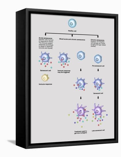 Cell Senescence, Illustration-Gwen Shockey-Framed Stretched Canvas