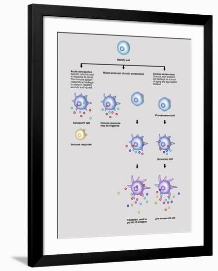 Cell Senescence, Illustration-Gwen Shockey-Framed Giclee Print