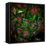 Cell Structure-David Becker-Framed Stretched Canvas