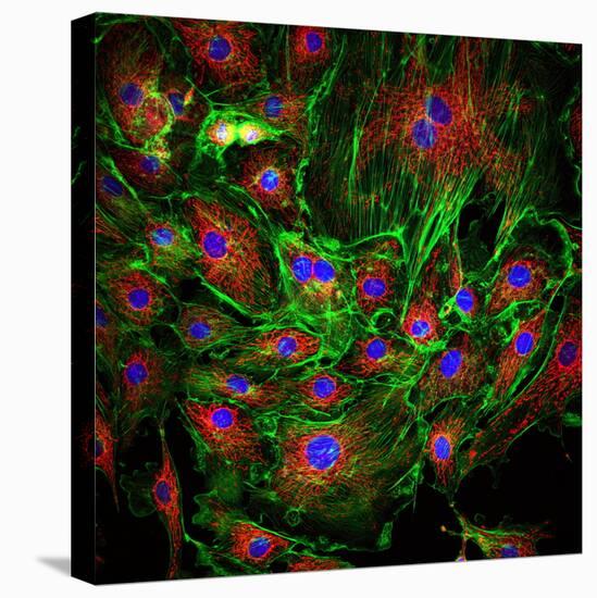 Cell Structure-David Becker-Stretched Canvas