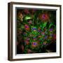 Cell Structure-David Becker-Framed Premium Photographic Print