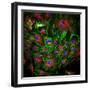 Cell Structure-David Becker-Framed Premium Photographic Print