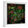 Cell Structure-David Becker-Framed Premium Photographic Print