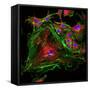 Cell Structure-David Becker-Framed Stretched Canvas