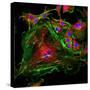 Cell Structure-David Becker-Stretched Canvas