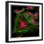 Cell Structure-David Becker-Framed Premium Photographic Print