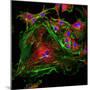 Cell Structure-David Becker-Mounted Premium Photographic Print