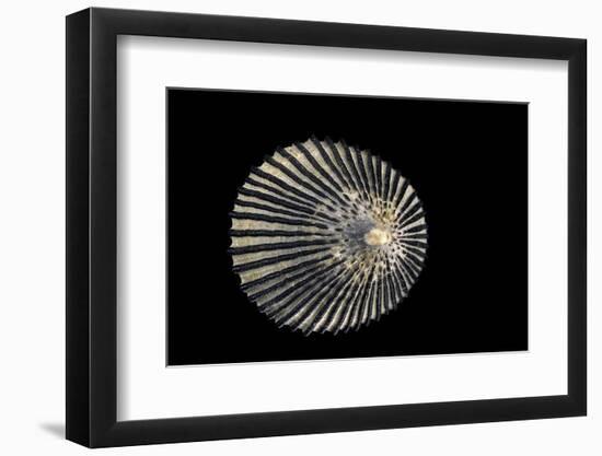 Cellana Exarata-Paul Starosta-Framed Photographic Print