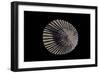 Cellana Exarata-Paul Starosta-Framed Photographic Print