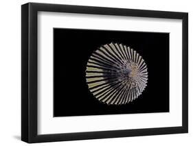 Cellana Exarata-Paul Starosta-Framed Photographic Print