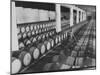 Cellar of Maturing Wines as Wine Maker Tests with Pipette-Carlo Bavagnoli-Mounted Photographic Print
