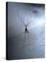 Cellar Spider, Molting-Harald Kroiss-Stretched Canvas