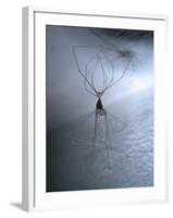 Cellar Spider, Molting-Harald Kroiss-Framed Photographic Print