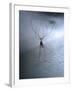 Cellar Spider, Molting-Harald Kroiss-Framed Photographic Print