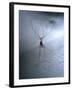 Cellar Spider, Molting-Harald Kroiss-Framed Photographic Print