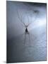 Cellar Spider, Molting-Harald Kroiss-Mounted Photographic Print