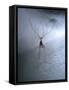 Cellar Spider, Molting-Harald Kroiss-Framed Stretched Canvas