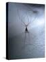 Cellar Spider, Molting-Harald Kroiss-Stretched Canvas