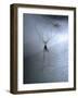 Cellar Spider, Molting-Harald Kroiss-Framed Photographic Print