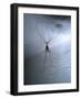 Cellar Spider, Molting-Harald Kroiss-Framed Photographic Print