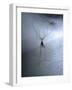 Cellar Spider, Molting-Harald Kroiss-Framed Photographic Print