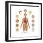 Cells of the Body-Gwen Shockey-Framed Art Print