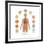 Cells of the Body-Gwen Shockey-Framed Art Print